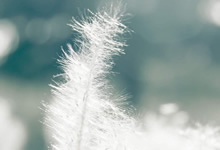 【初试】2025年武汉轻工大学考研资料071004水生生物学《707动物生物化学》